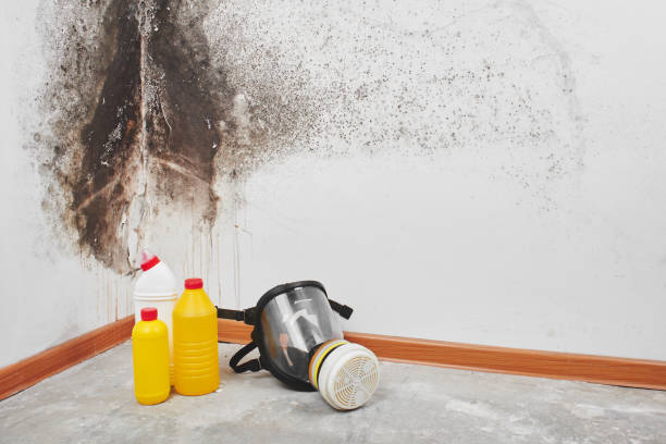 Best Mold Cleaning Services  in Clayton, NJ