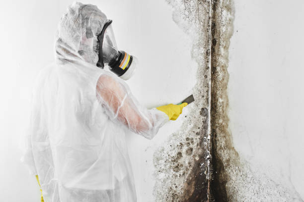 Best Mold Damage Repair  in Clayton, NJ