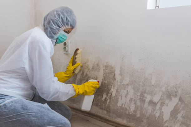 Mold Removal and Inspection in Clayton, NJ