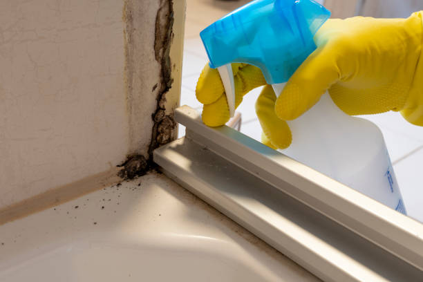 Best Mold Remediation  in Clayton, NJ