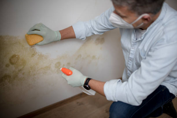 Best Toxic Mold Removal  in Clayton, NJ