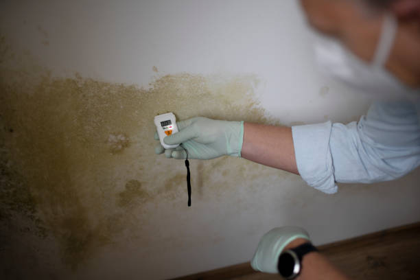 Professional Mold Removal in Clayton, NJ