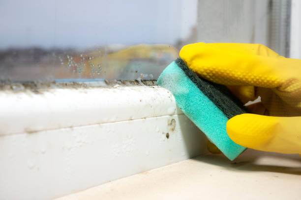 Best Best Mold Removal Companies  in Clayton, NJ