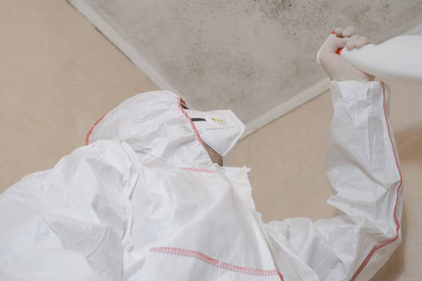 Best Fast Mold Removal  in Clayton, NJ