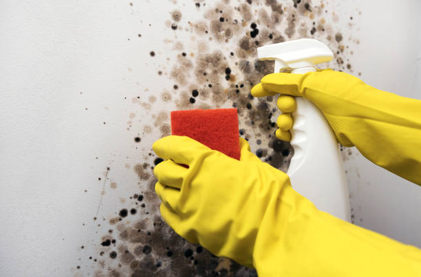 Mold Testing and Removal in Clayton, NJ