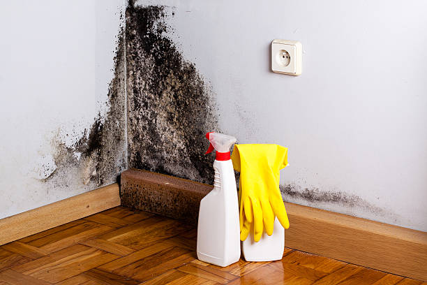 Best Local Mold Removal Service  in Clayton, NJ