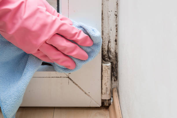 Best Mold Inspection  in Clayton, NJ