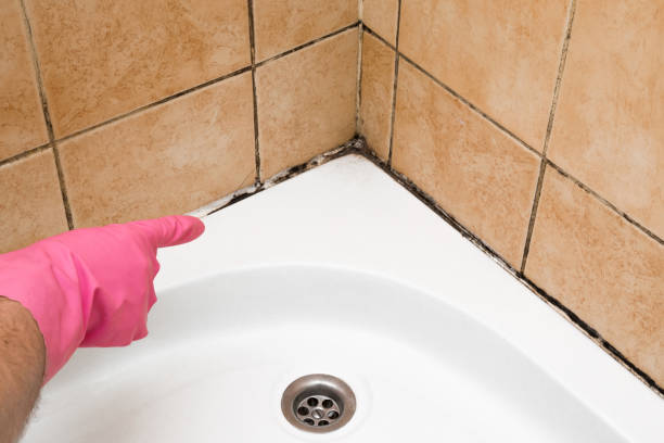 Best Mold Damage Repair  in Clayton, NJ