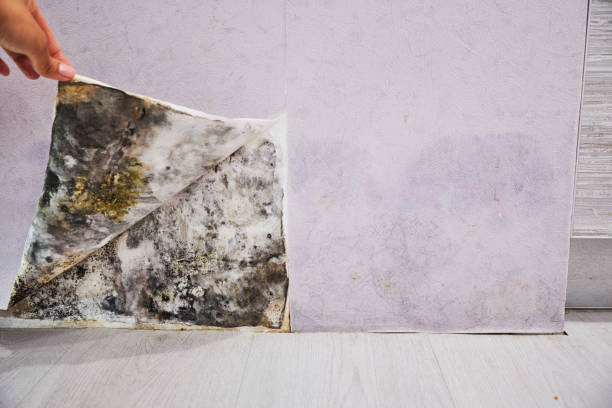 Best Mold Testing and Removal  in Clayton, NJ